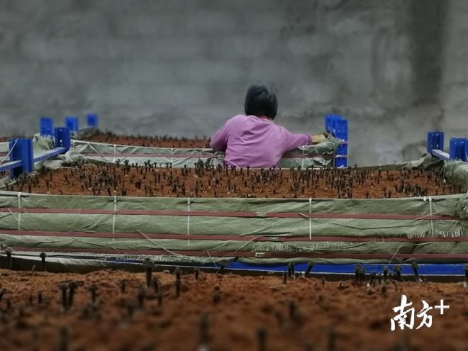 肉鹆养殖技术视频_肉猪养殖视频_肉各养殖