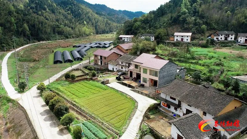 茶陵县桃坑乡：返乡种植羊肚菌 撑起致富“黄金伞”