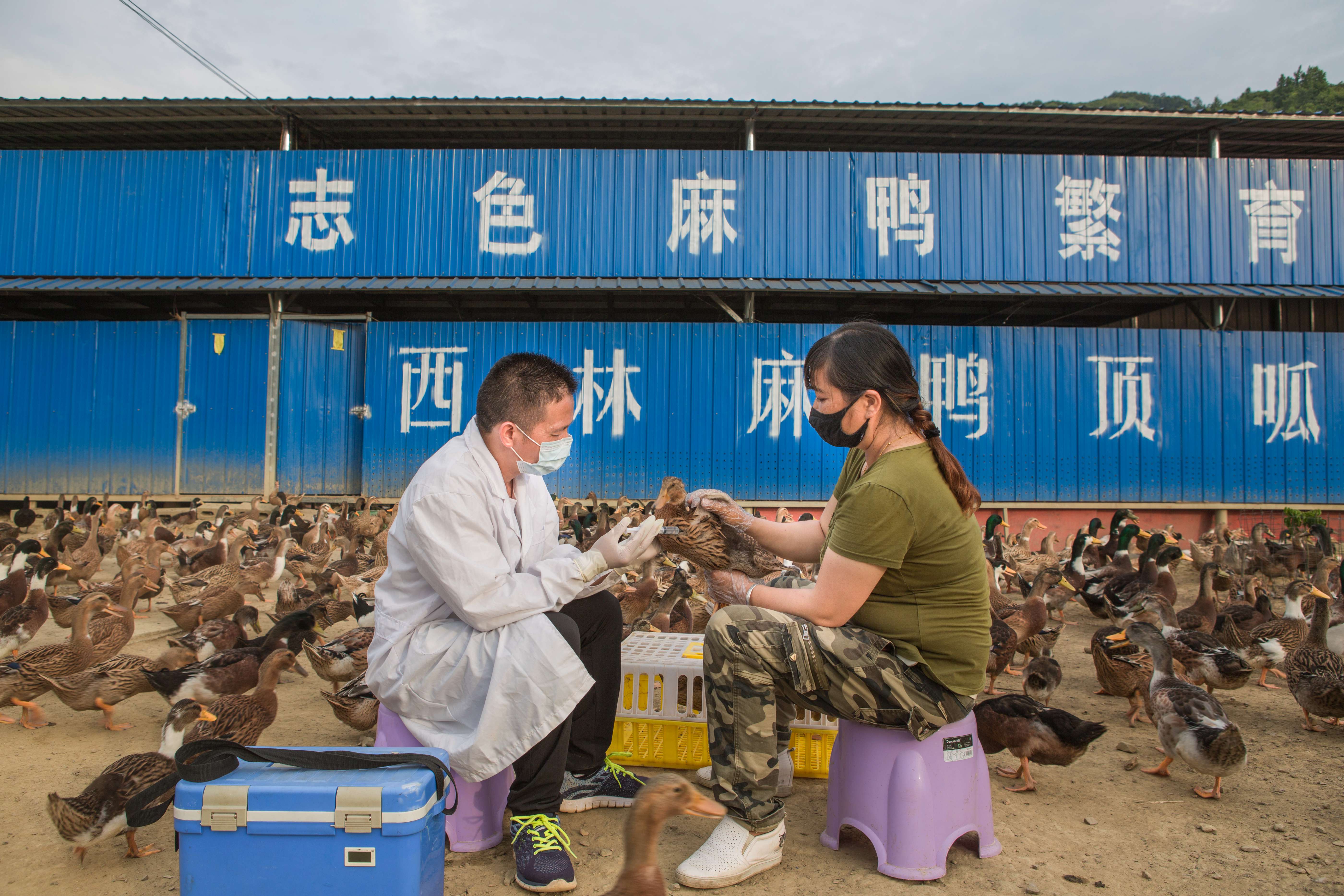 养殖大全技术麻鸭视频教程_麻鸭养殖技术大全_麻鸭养殖技巧