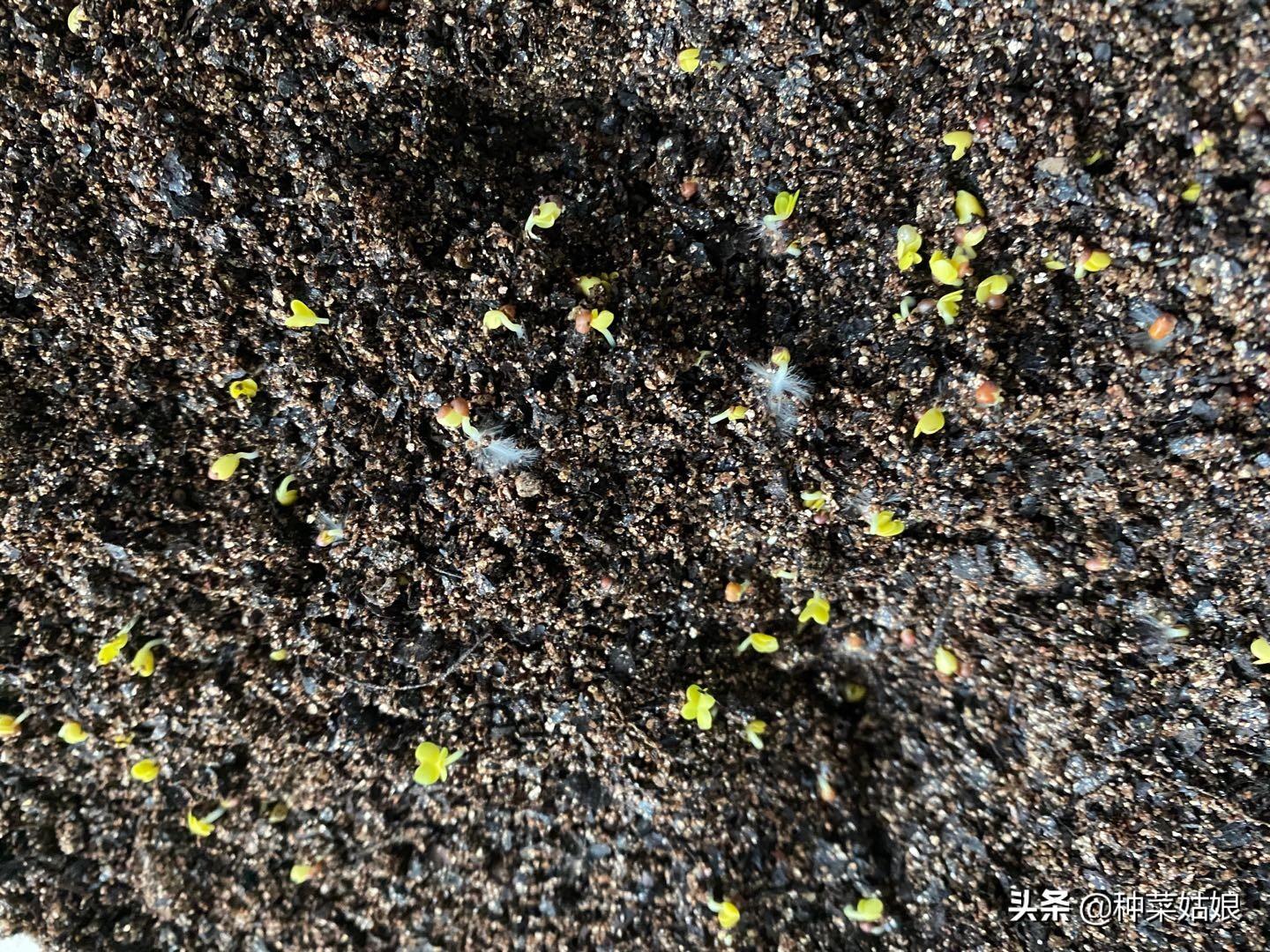 夏季芹菜种植技术要点_夏季芹菜种植技术和种植时间_芹菜夏季种植技术