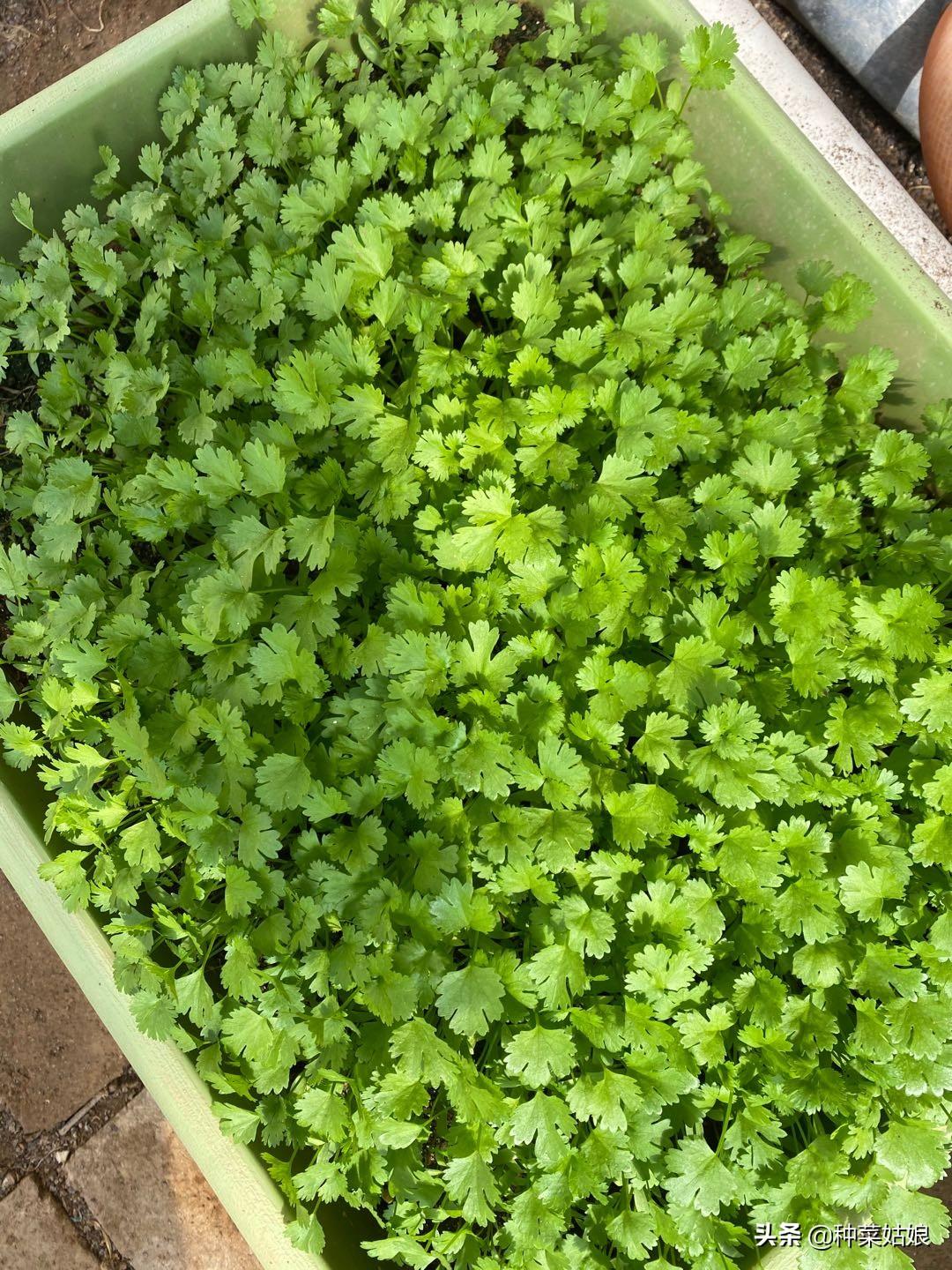夏季芹菜种植技术和种植时间_芹菜夏季种植技术_夏季芹菜种植技术要点