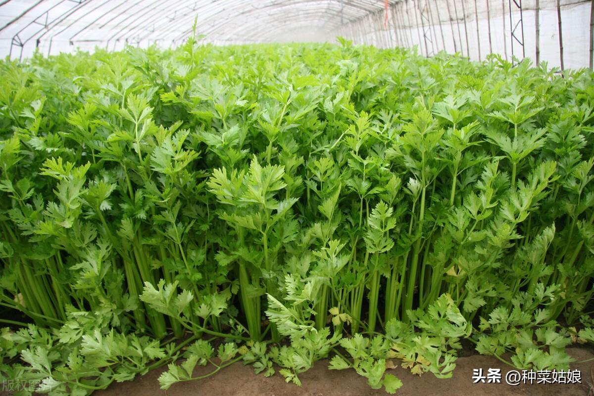 夏季芹菜种植技术视频_芹菜夏季种植技术_夏季芹菜种植技术要点