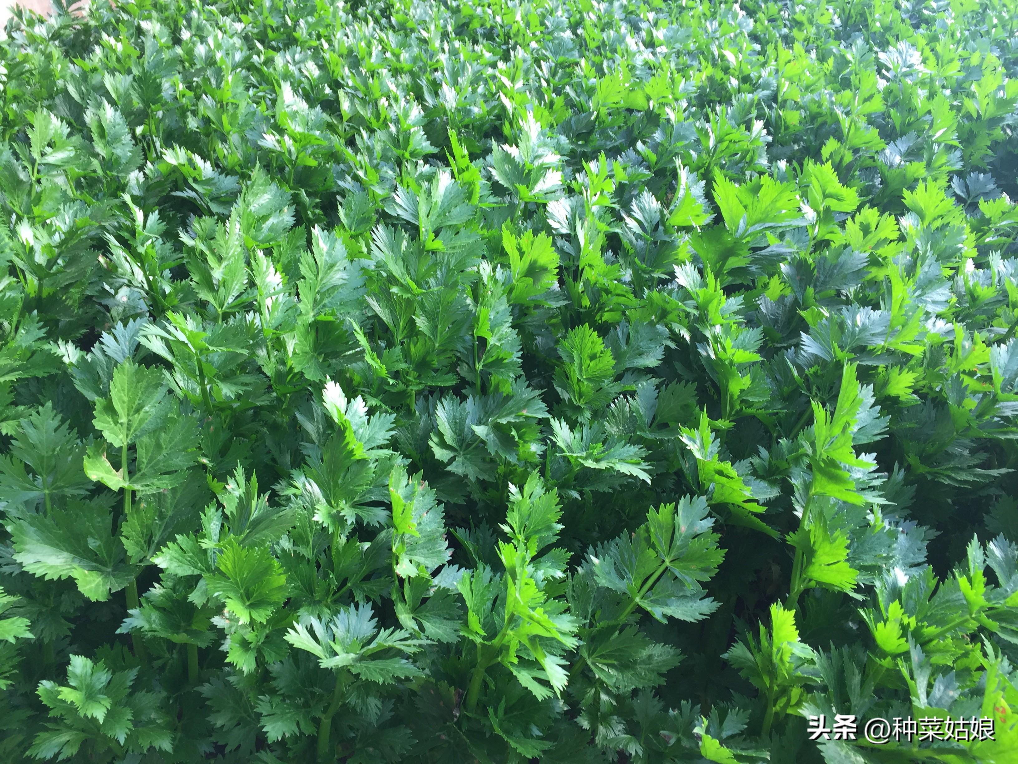夏季芹菜种植技术要点_夏季芹菜种植技术视频_芹菜夏季种植技术