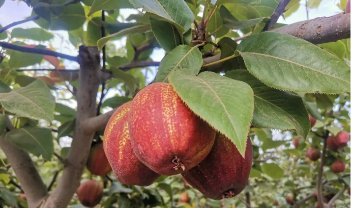 小庭院种植_庭院种植致富_庭院种植什么最赚钱