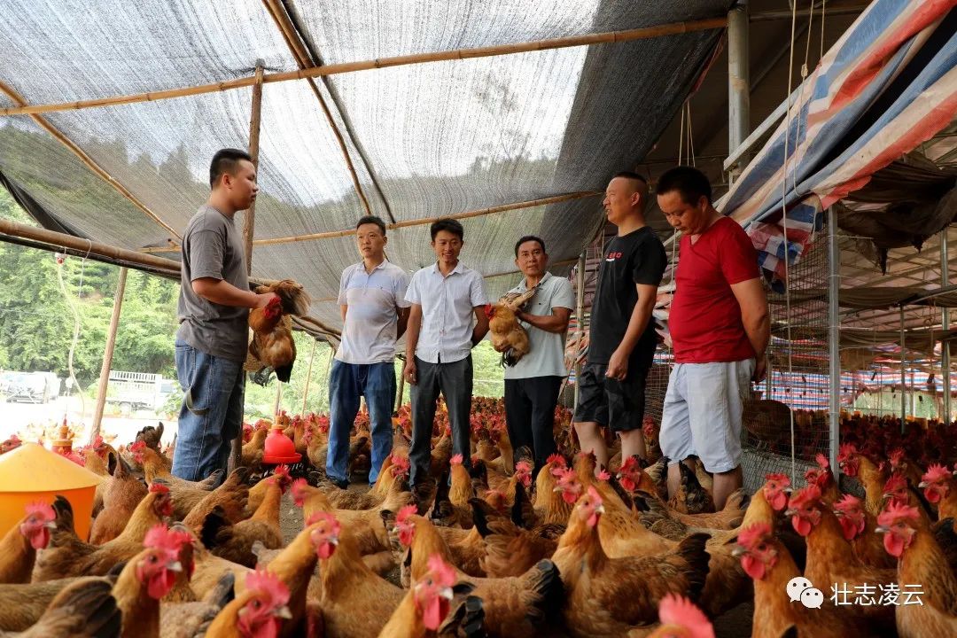 养殖鸡鸭技术信息_养殖鸡鸭信息技术规范_养殖鸡鸭信息技术研究