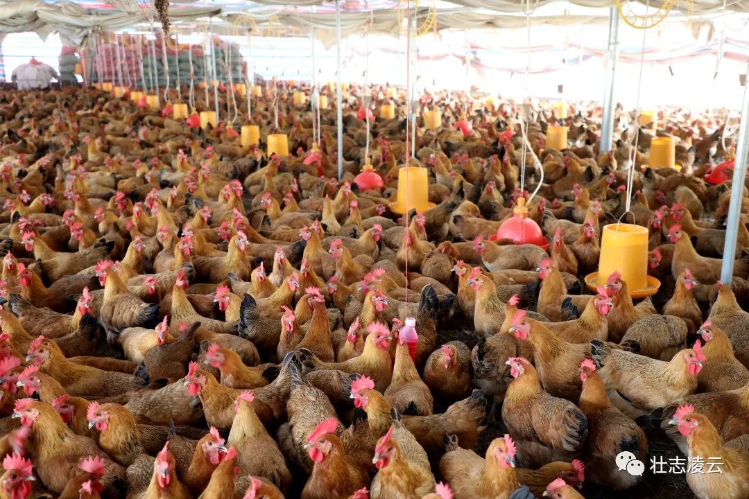 养殖鸡鸭信息技术规范_养殖鸡鸭信息技术研究_养殖鸡鸭技术信息