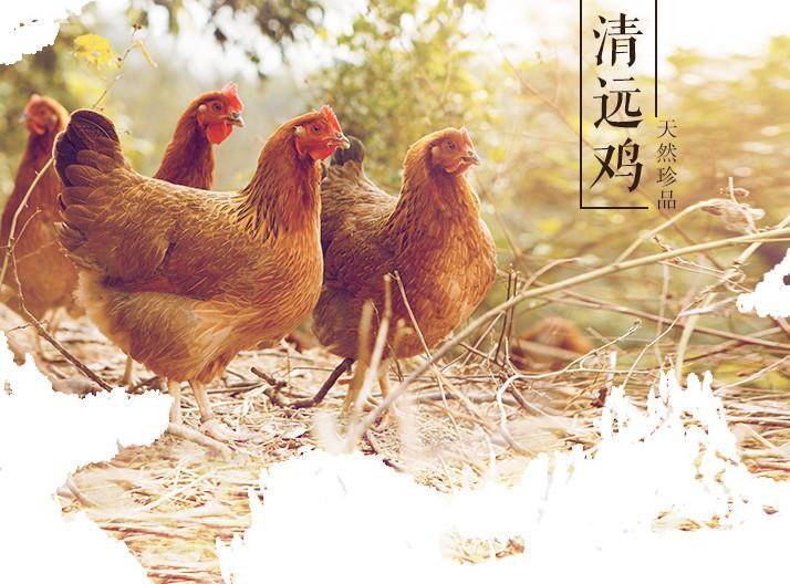 上千年的养殖历史，独具特色的清远鸡美食，风味十足整鸡做法