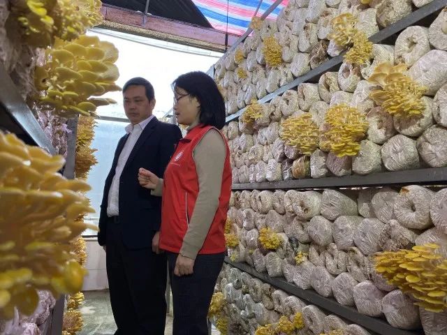 养殖鸡鸭技术信息_鸡鸭鹅饲养新技术书籍_养鸡鸭技术培训