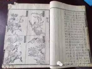 湖南斑嘴野鸭养殖技术_斑嘴鸭养殖基地_斑嘴鸭养殖犯法吗