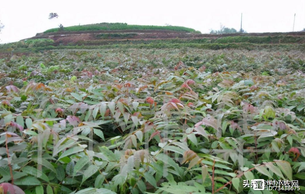 致富经种秋葵_种植秋葵的前景和利润_种秋葵挣钱吗