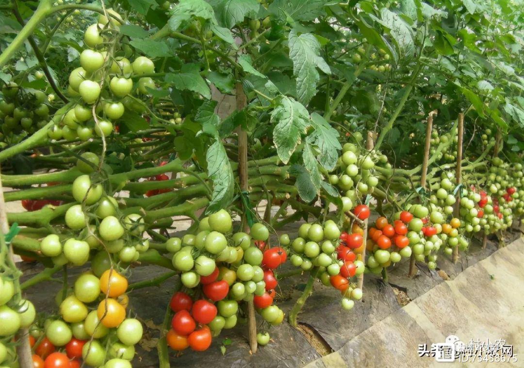 种植秋葵致富_秋葵种植效益怎么样_致富经种秋葵