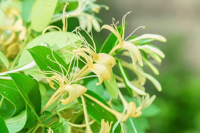 种植药村致富_农村致富经中药材种植_致富药材种植