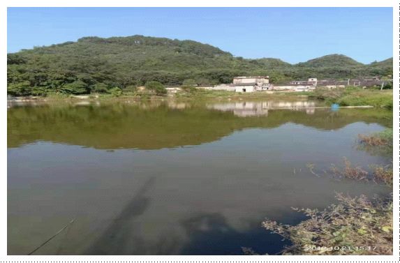 桂花致富养殖鱼缸图片_养殖桂花鱼致富_桂花致富养殖鱼怎么样