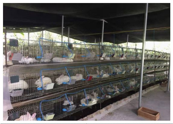 桂花致富养殖鱼怎么样_桂花致富养殖鱼缸图片_养殖桂花鱼致富