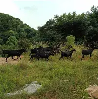 山羊的养殖技术