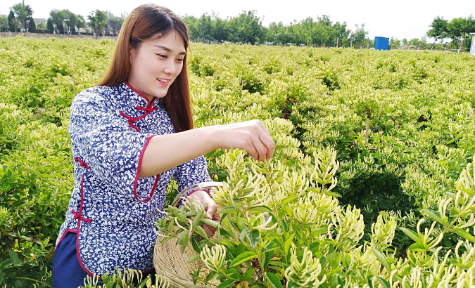 又一新型暴利种植，1年采4茬，80元1斤，年利润75万，农村致富好项目！