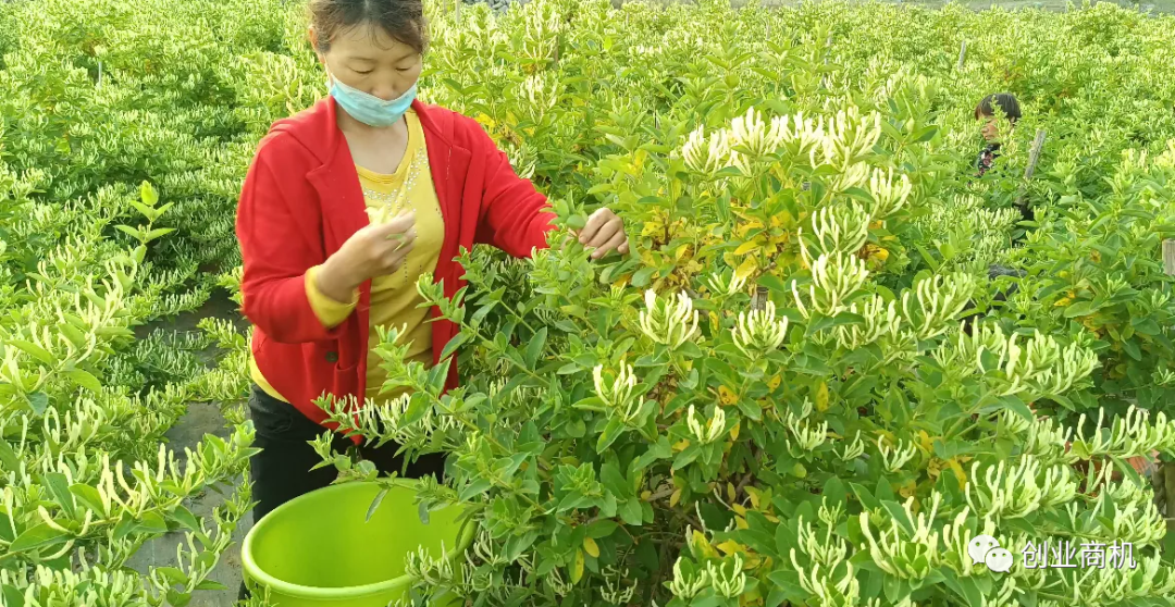 北方种植致富项目_致富北方种植项目有哪些_北方农村种植致富项目