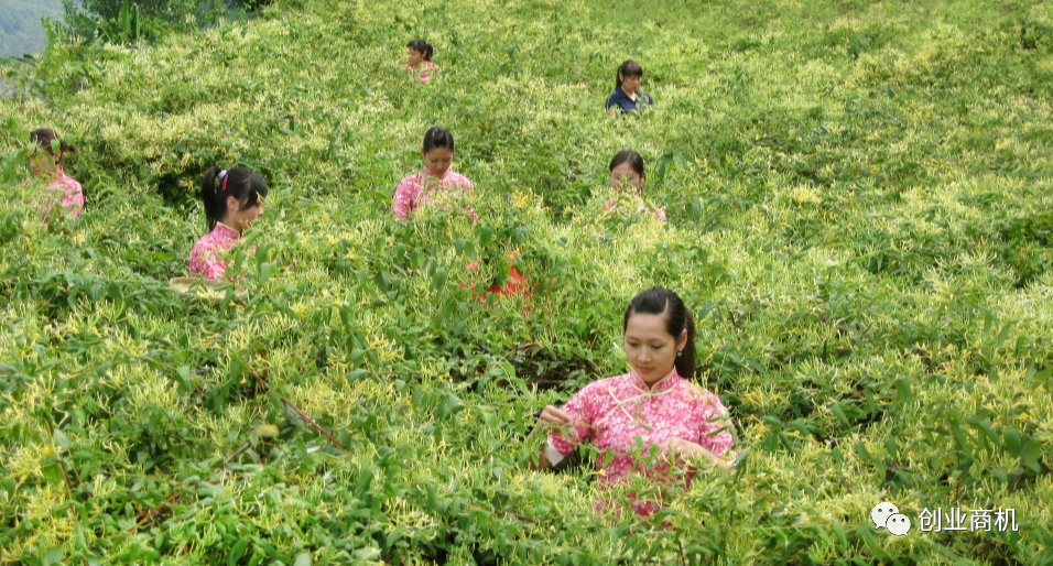 北方农村种植致富项目_致富北方种植项目有哪些_北方种植致富项目