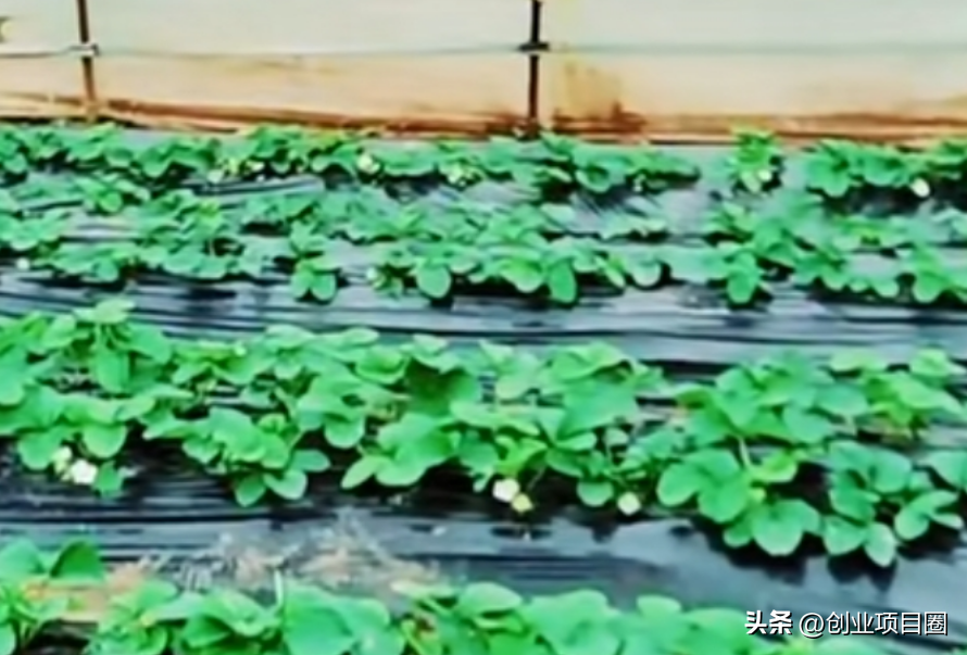 农村人的致富之路，种植一次，可以卖2-3个月，1次月入8万！