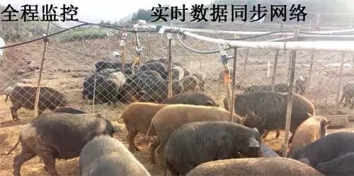 致富野猪养殖小说_养殖致富小野猪_致富野猪养殖小视频