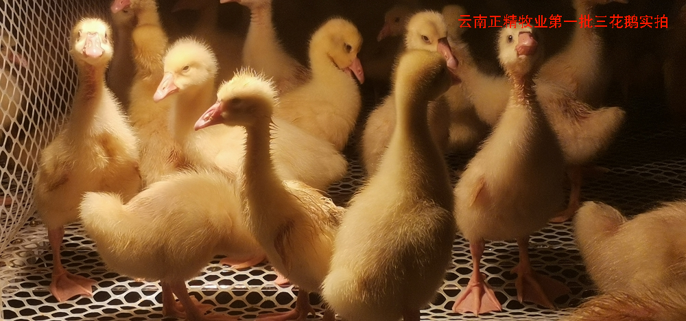 致富养殖视频_致富农村养殖种植_林下养殖致富方案