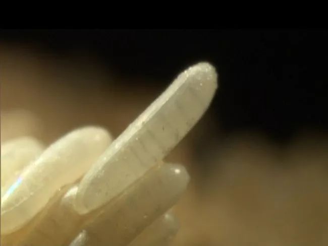 养殖苍蝇产蛆市场价格_苍蝇养殖蛆技术方法_苍蝇苍蝇蛆怎么养殖技术