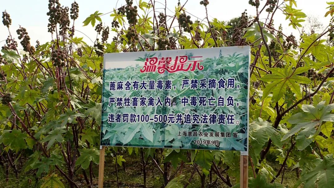 种植蓖麻致富_种植蓖麻效益怎么样_种植蓖麻的前景
