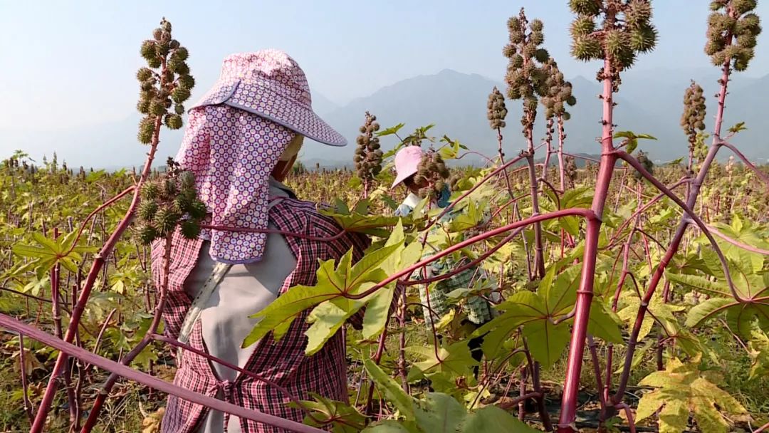 种植蓖麻致富_种植蓖麻的前景_种植蓖麻效益怎么样