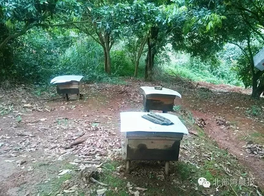 林下养殖致富方案_养殖致富经_致富经林下养鸡