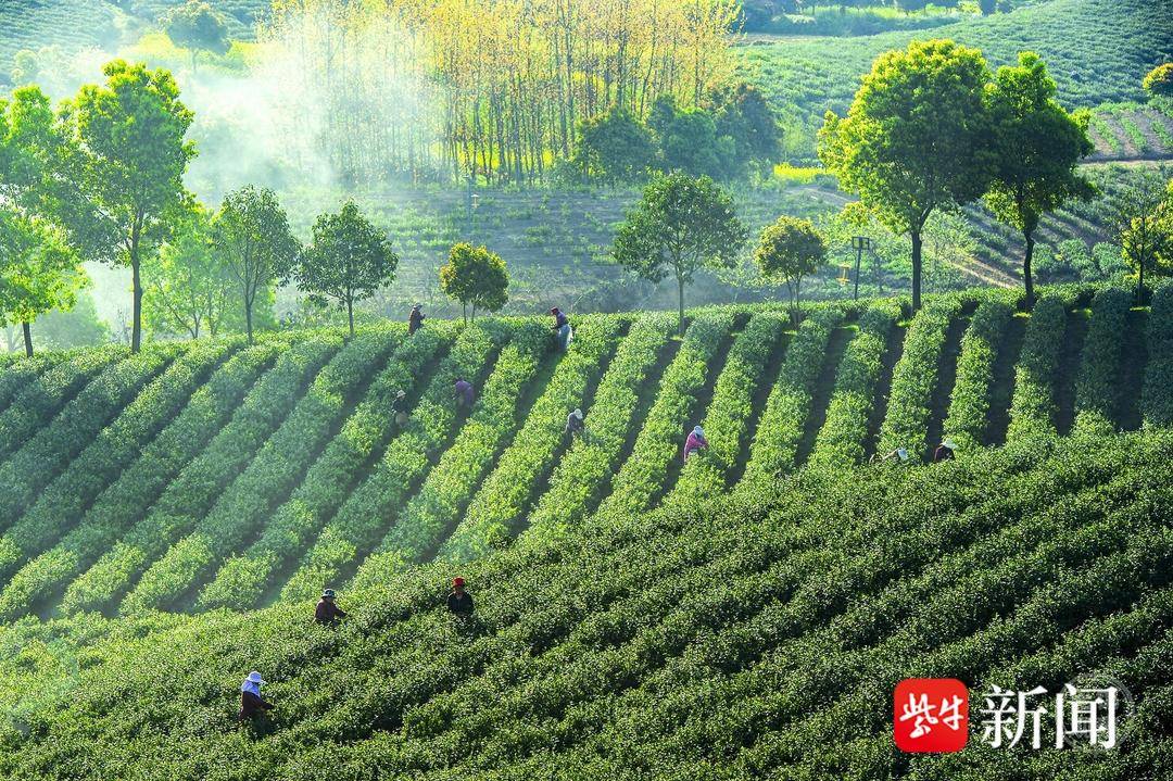栽茶叶视频_茶叶种植技术规程_茶叶种植管理技术视频