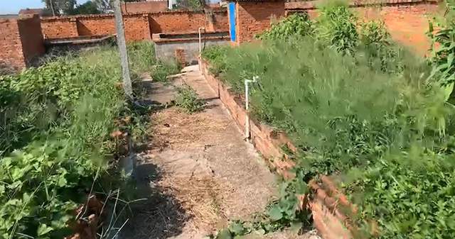 龟养殖技术_龟养殖技术视频_龟养殖技术及效益