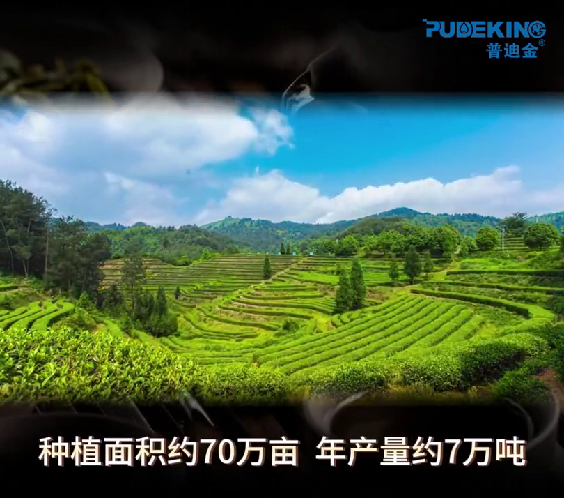 茶叶种植管理技术视频_茶叶种植技术指导方案_茶叶栽培管理技术视频