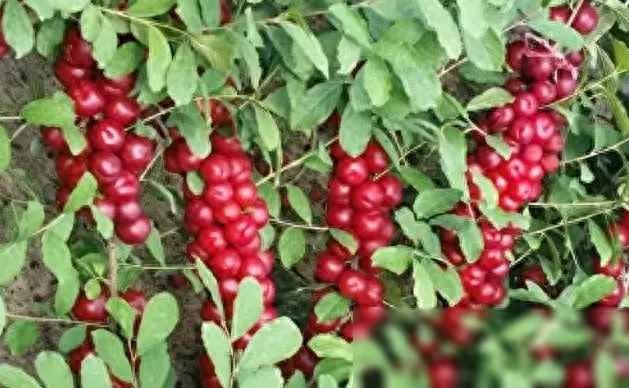 种植致富之路_2020致富之路_cctv2致富之路