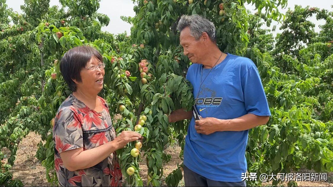 老两口携手再创业，种40亩蟠桃年入超10万