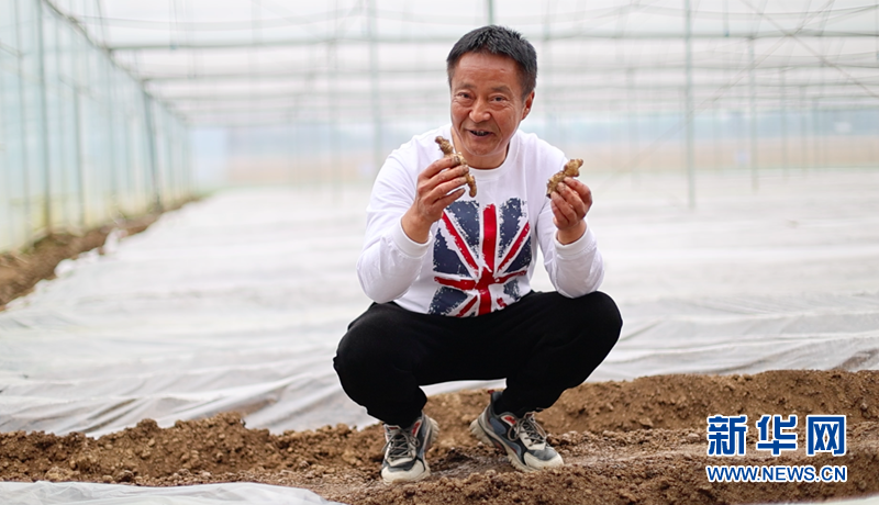 致富经生姜种植_致富生姜种植技术视频_致富生姜种植视频
