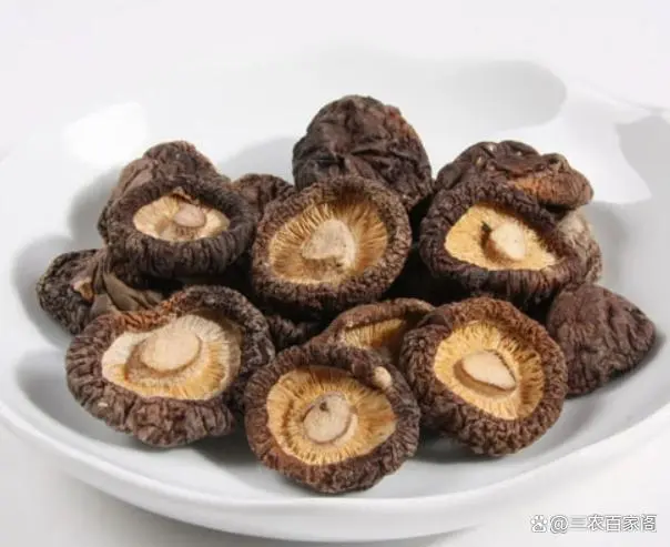 香菇的种植与栽培技术：传统栽培与现代科技的完美融合