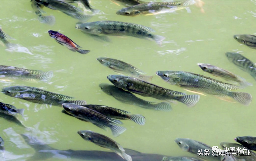 罗非鱼水花养殖技术_养殖花罗非鱼技术视频_罗非鱼花养殖技术