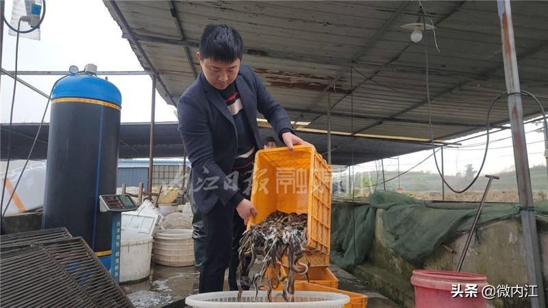 养殖泥鳅的技术_泥鳅养殖致富新技术与实例_养殖泥鳅前景如何