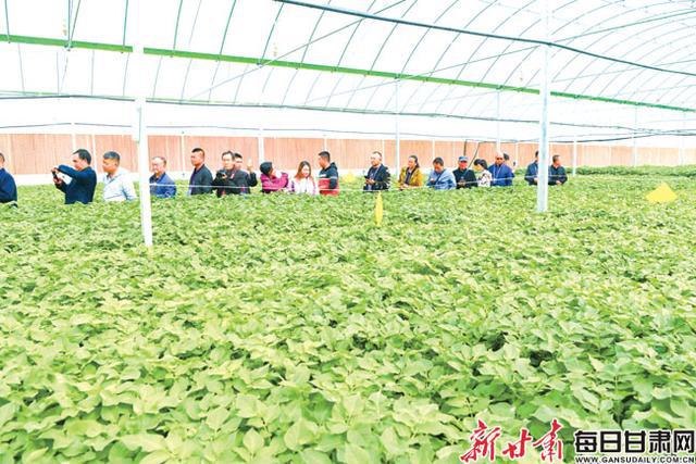 土豆种植覆膜技术要点_土豆种植覆膜技术要求_覆膜土豆种植技术