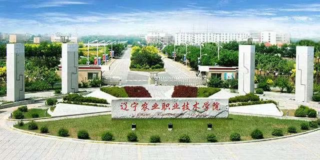 东北小圆葱种植技术和管理_东北圆葱的种植方法_东北圆葱的种植技术
