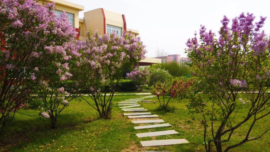 东北小圆葱种植技术和管理_东北圆葱的种植方法_东北圆葱的种植技术