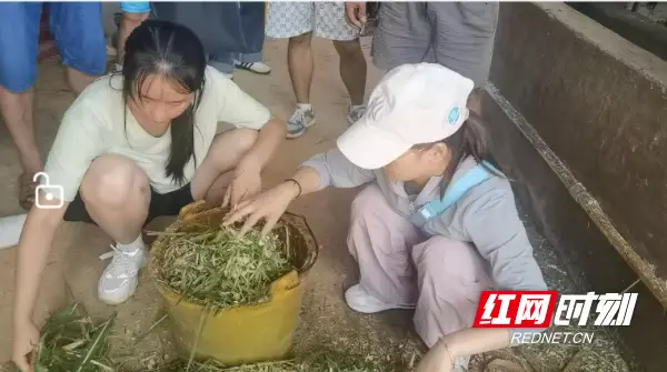 养殖大户养羊技术_养羊大户视频_大户养殖养羊技术规范