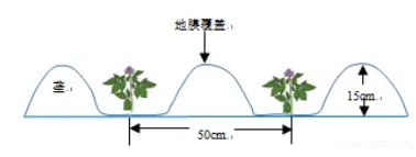 覆膜土豆种植技术_土豆种植覆膜技术视频_土豆种植覆膜技术要求
