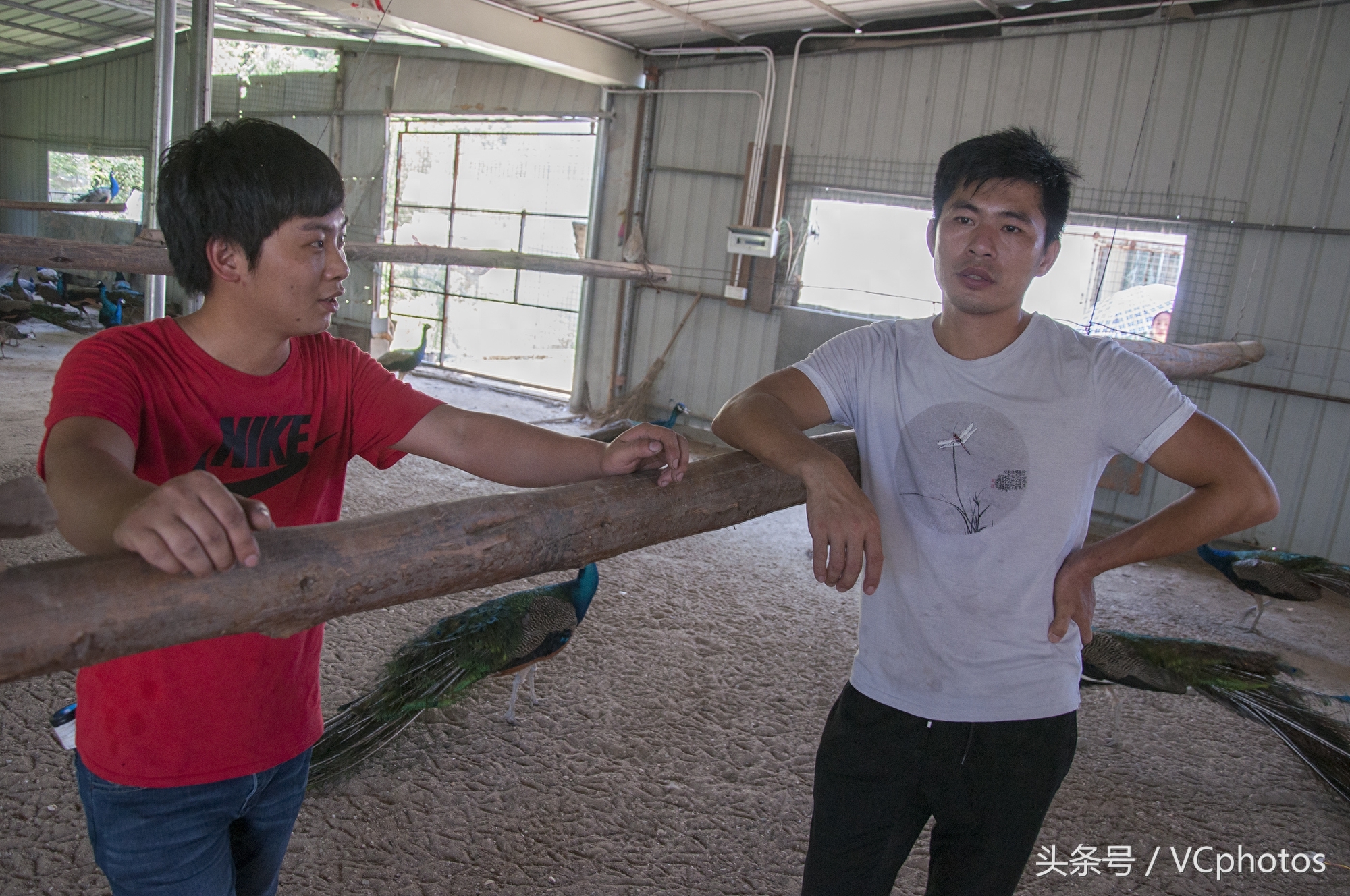 90后帅小伙养孔雀带领乡邻致富，年产值超千万元