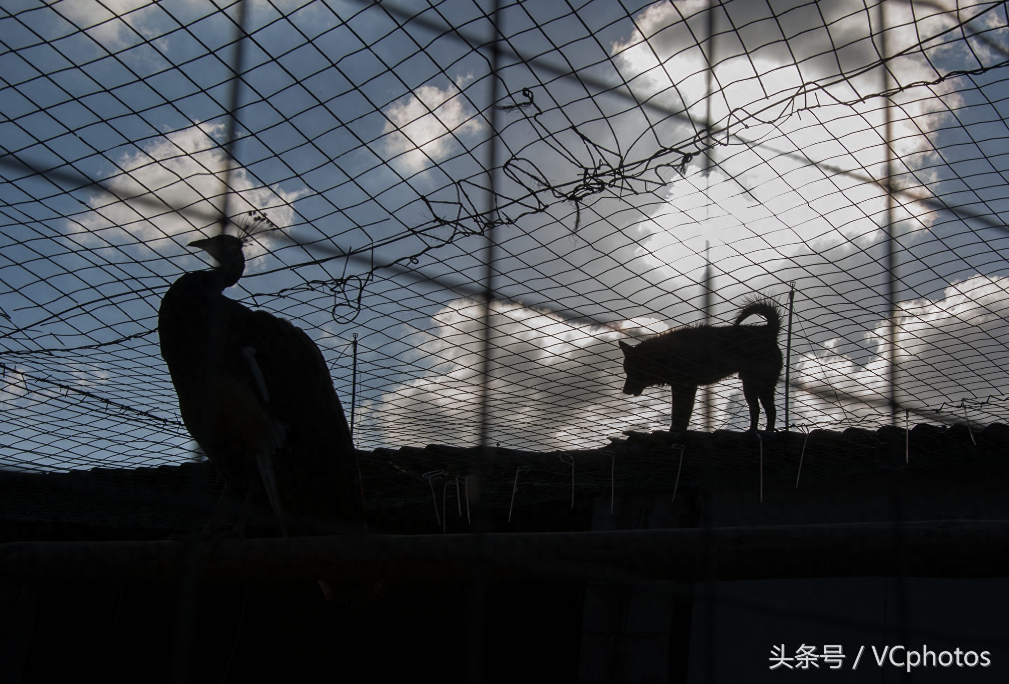 90后帅小伙养孔雀带领乡邻致富，年产值超千万元
