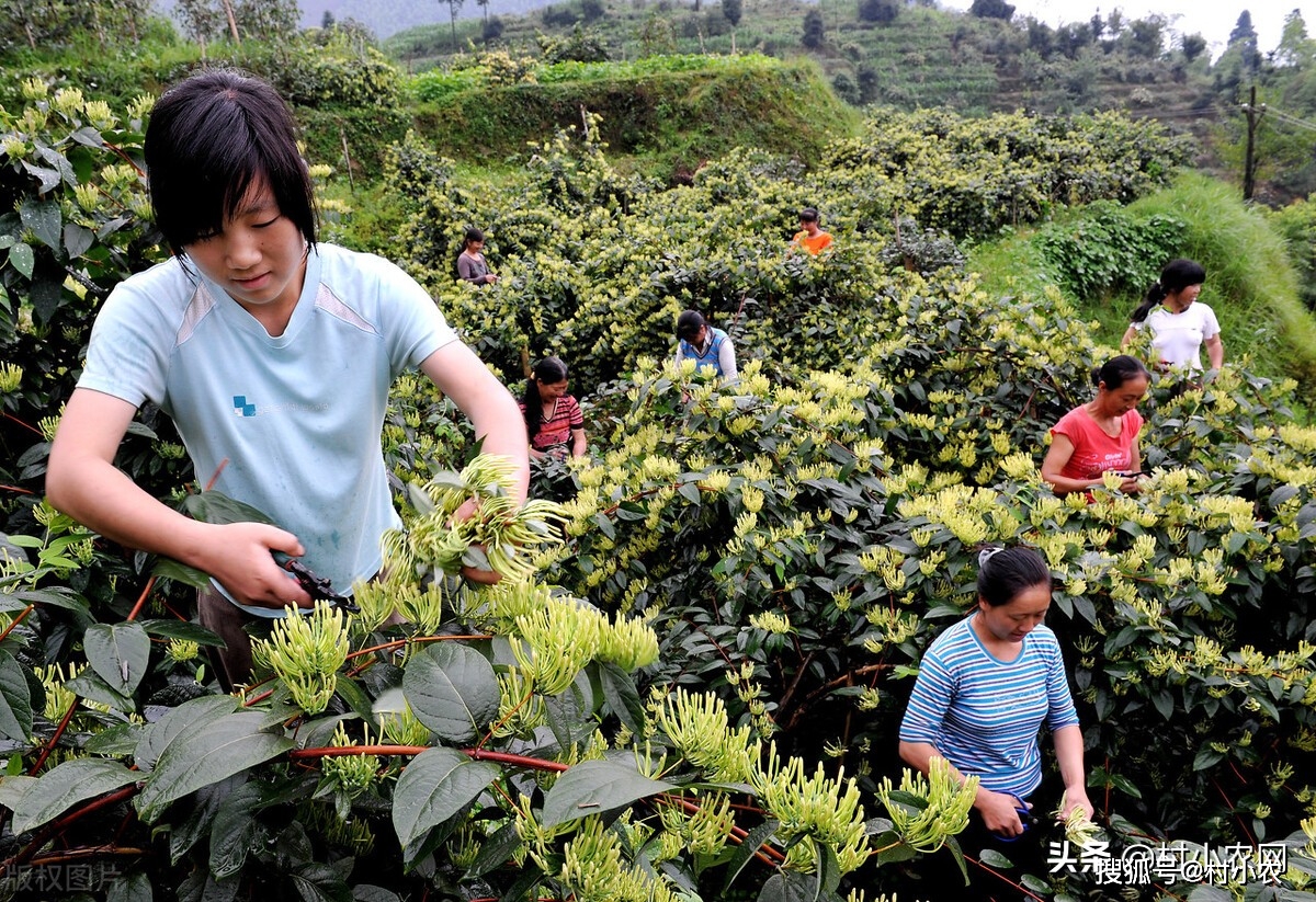 致富返乡种植项目申请书_致富返乡种植项目有哪些_返乡种植致富项目