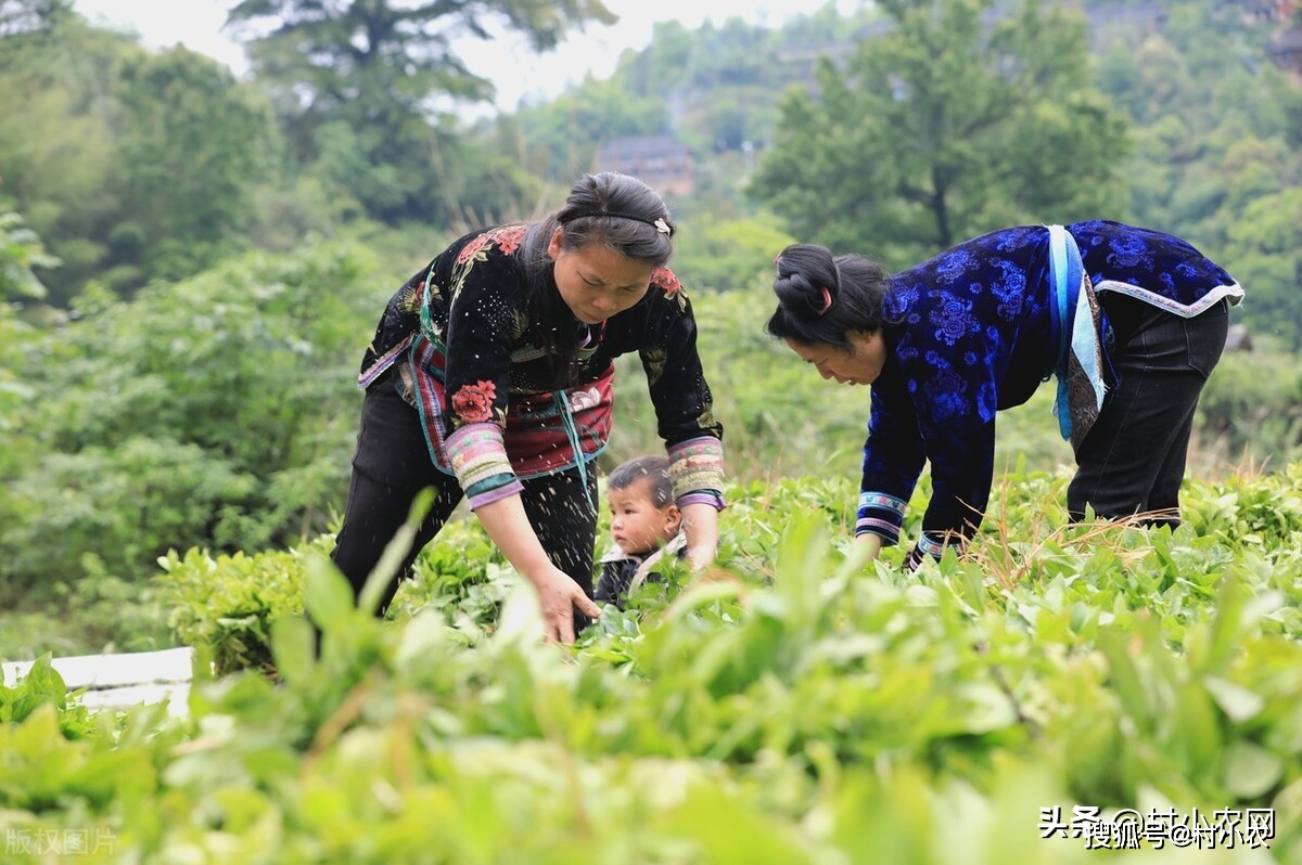 致富返乡种植项目有哪些_返乡种植致富项目_致富返乡种植项目申请书