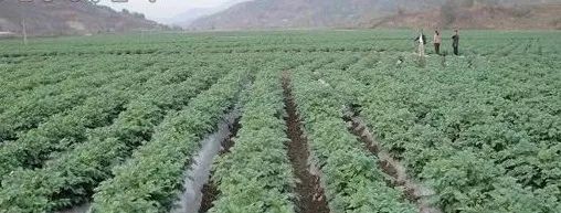 土豆种植覆膜技术要点_覆膜土豆种植技术_土豆种植覆膜技术视频