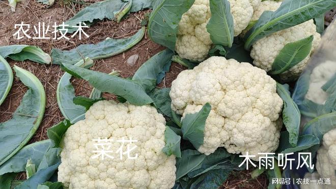 栽培种植菜花技术要求_菜花栽培与种植技术_栽培种植菜花技术视频