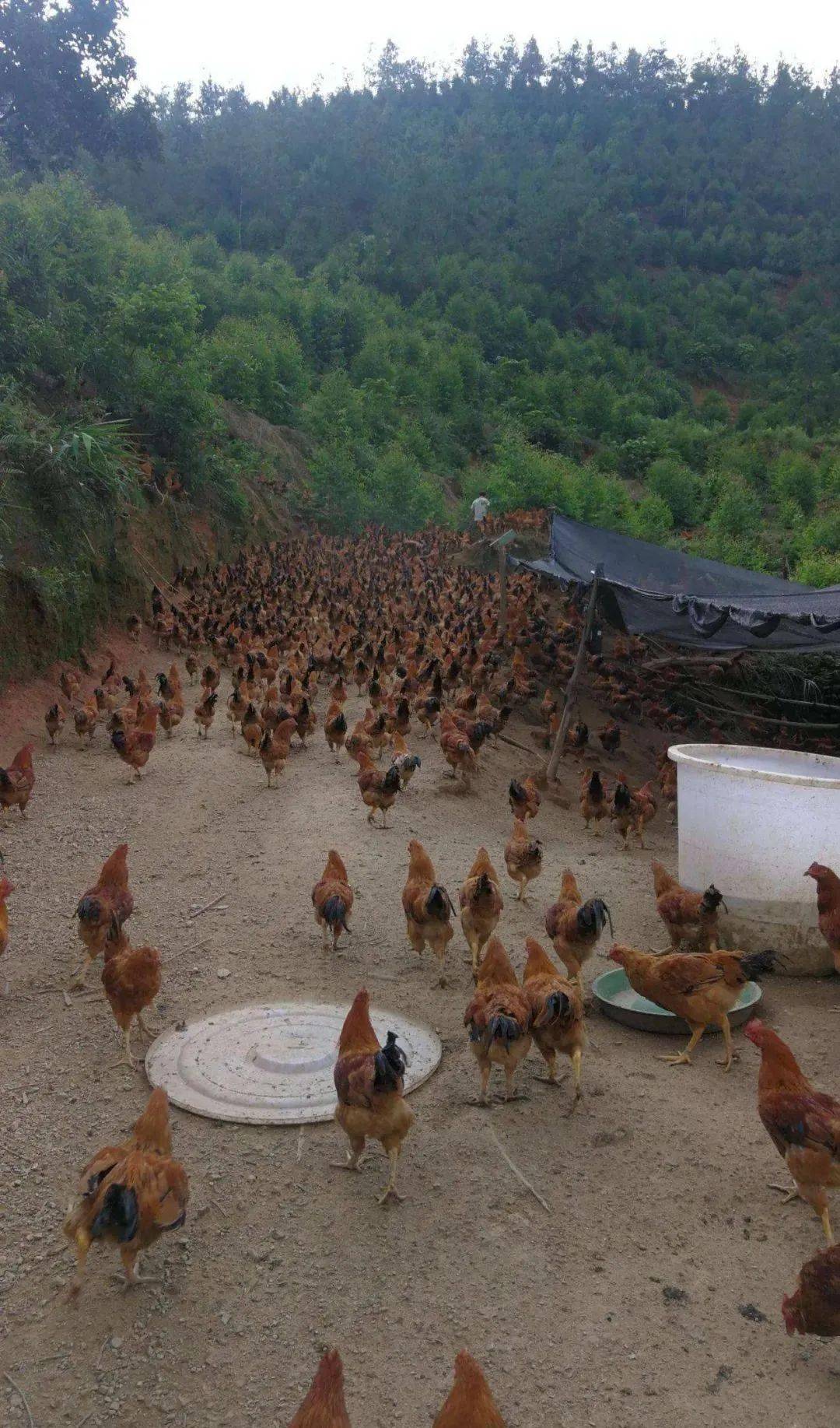 返乡种植致富项目_致富返乡种植项目有哪些_回乡致富项目